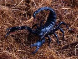 Ramalan Zodiak Scorpio 15 Juni 2026: Cinta, Karier, Kesehatan, dan Keuangan